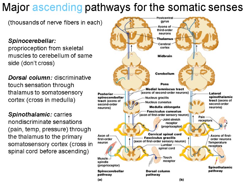 Major ascending pathways for the somatic senses Spinocerebellar: proprioception from skeletal muscles to cerebellum